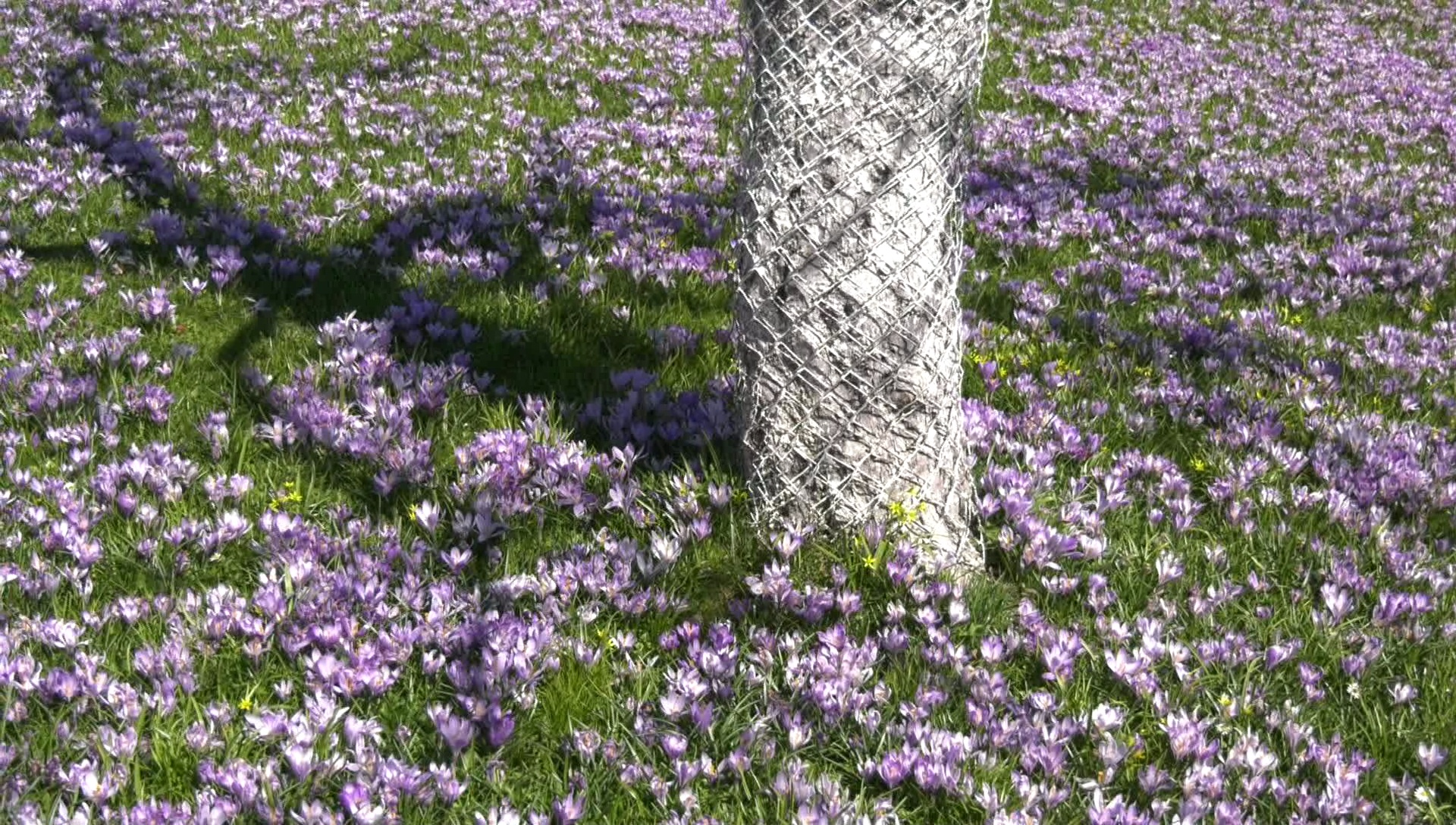 MEgional zeigt einen Blick ins Krokusdorf Drebach