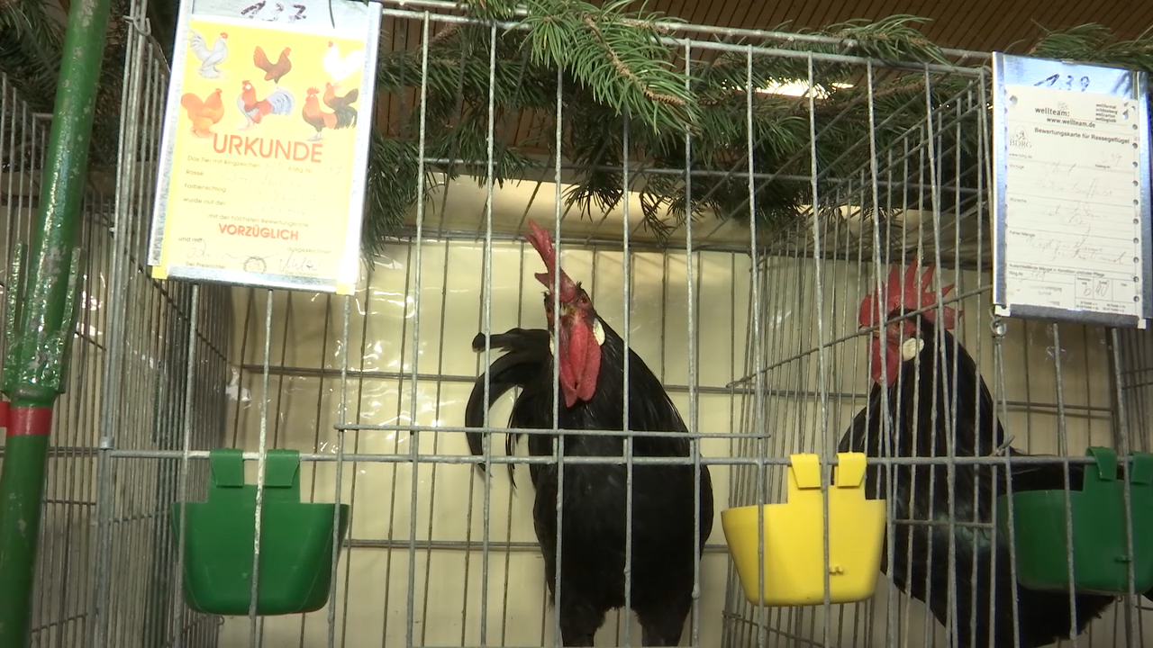 MEgional mit der Geflügelschau in Großrückerswalde