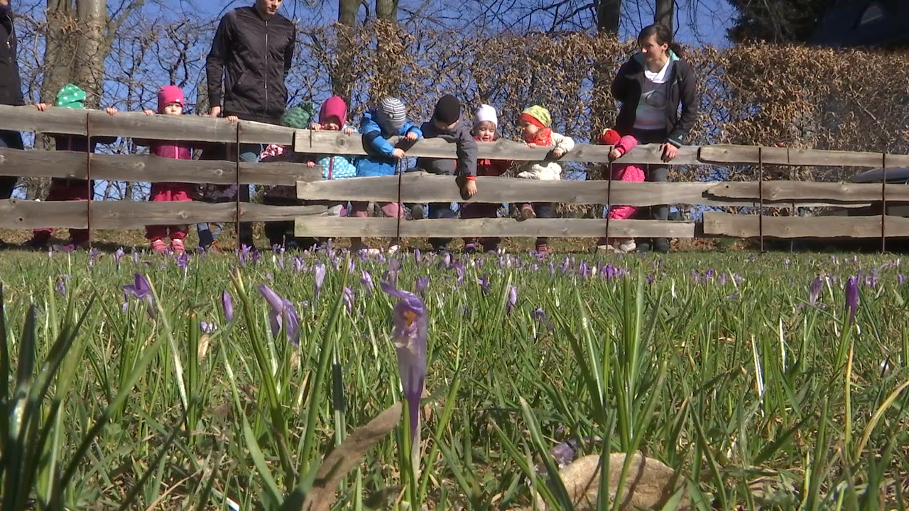 MEgional mit der Krokusblüte im Sendegebiet